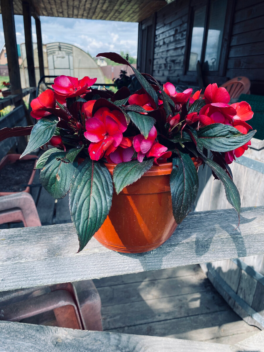 Вот так выглядел бальзамин новогвинейский, когда мы его покупали. Везде фото автора.