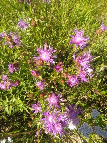 Василек чернеющий Centaurea nigrescens