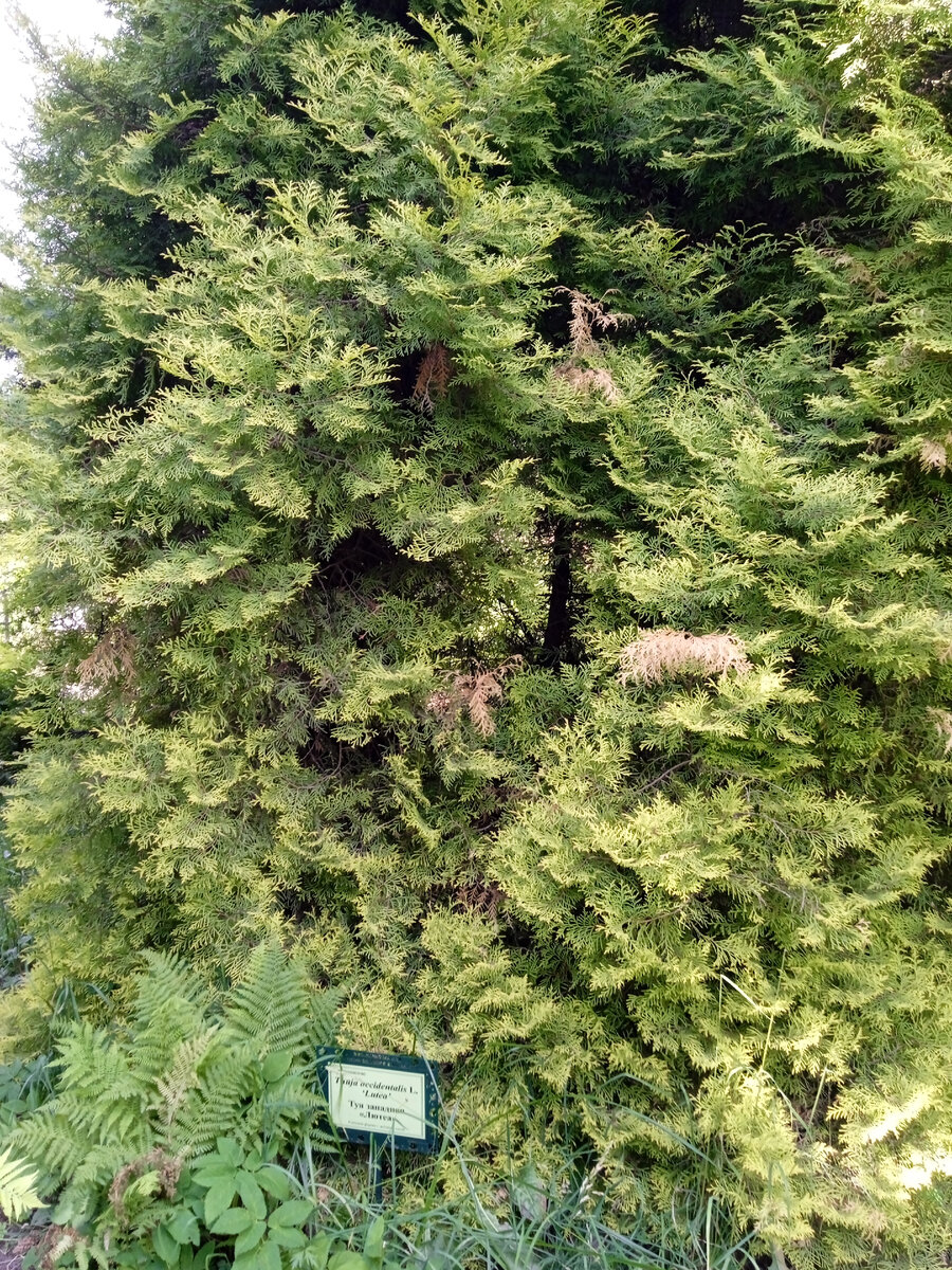 А это - его соратниками),. Тем более, есть легенда о том, что Петр посадил именно хвойные породы, чтобы научить современников разбираться в их разнообразии