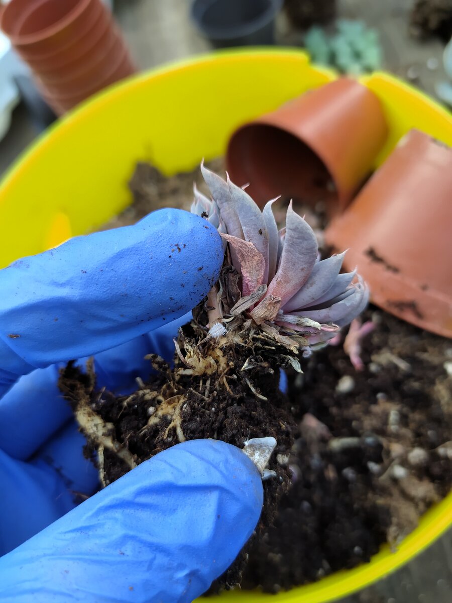 Типичный червец