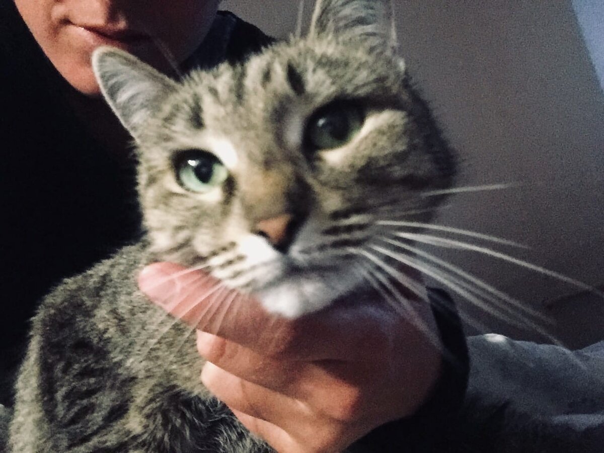 Щадящие методы против стерилизации, как это помогло моей кошке?  