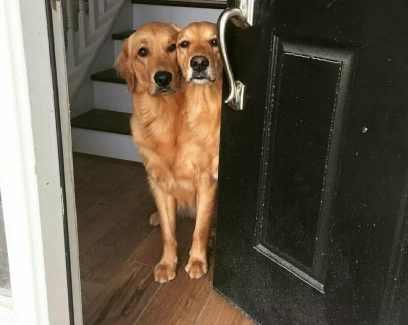 Сиамские близнецы