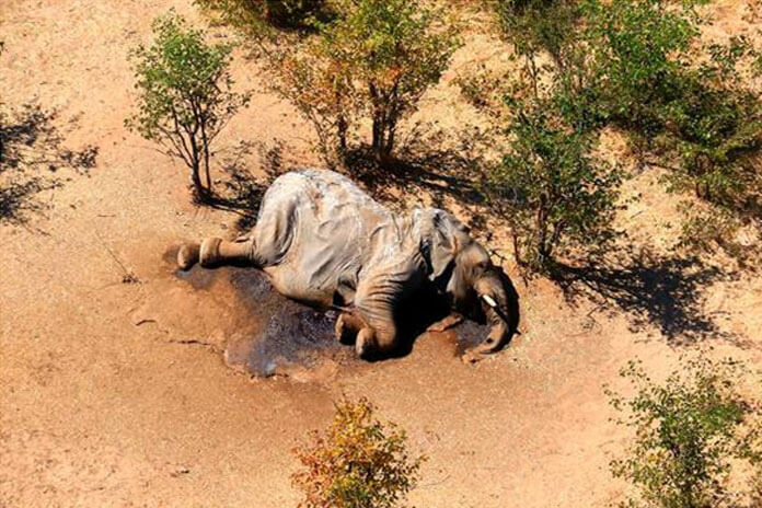 Мертвый слон лежит в кустах в дельте реки Окаванго