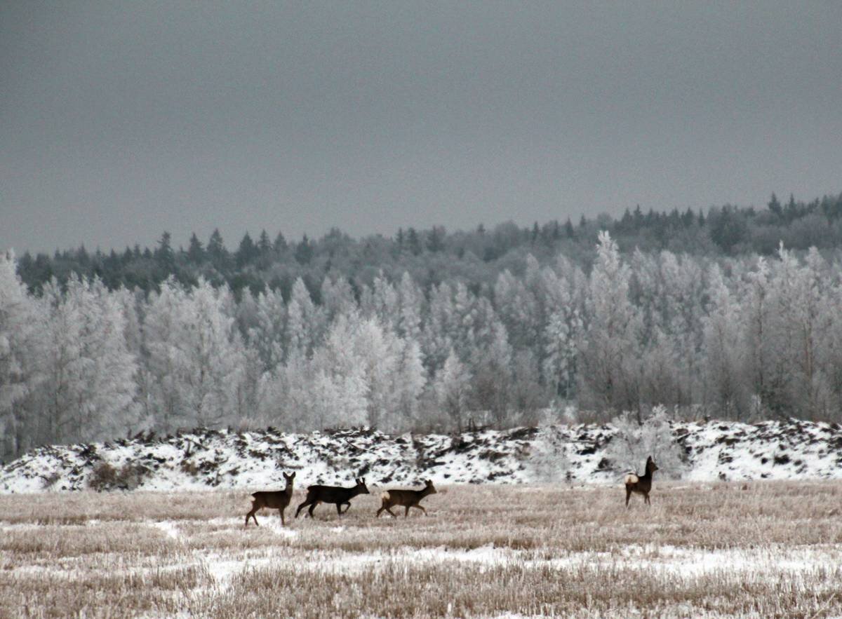 АВТОР СТАТЬИ: КАТАРИНА ШТЕРН