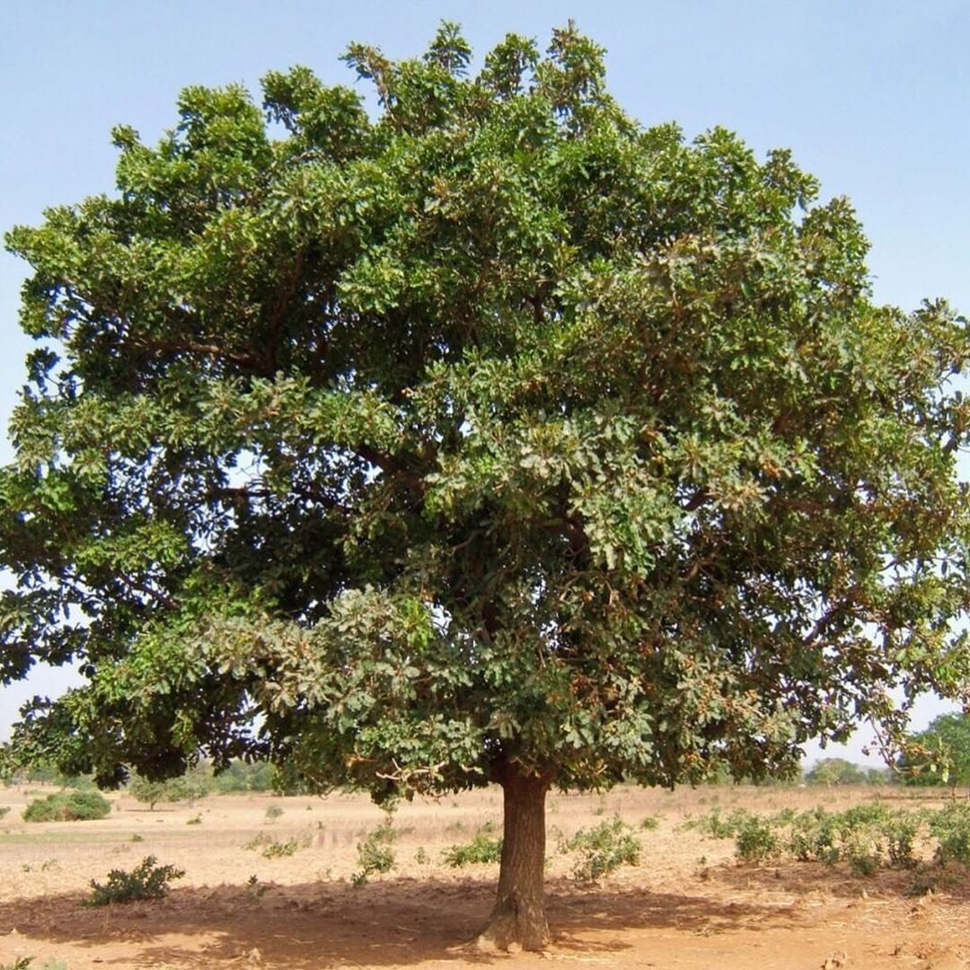 National tree. Дерево карите. Дерево ши карите. Вителлария удивительная. Вителлария удивительная дерево.