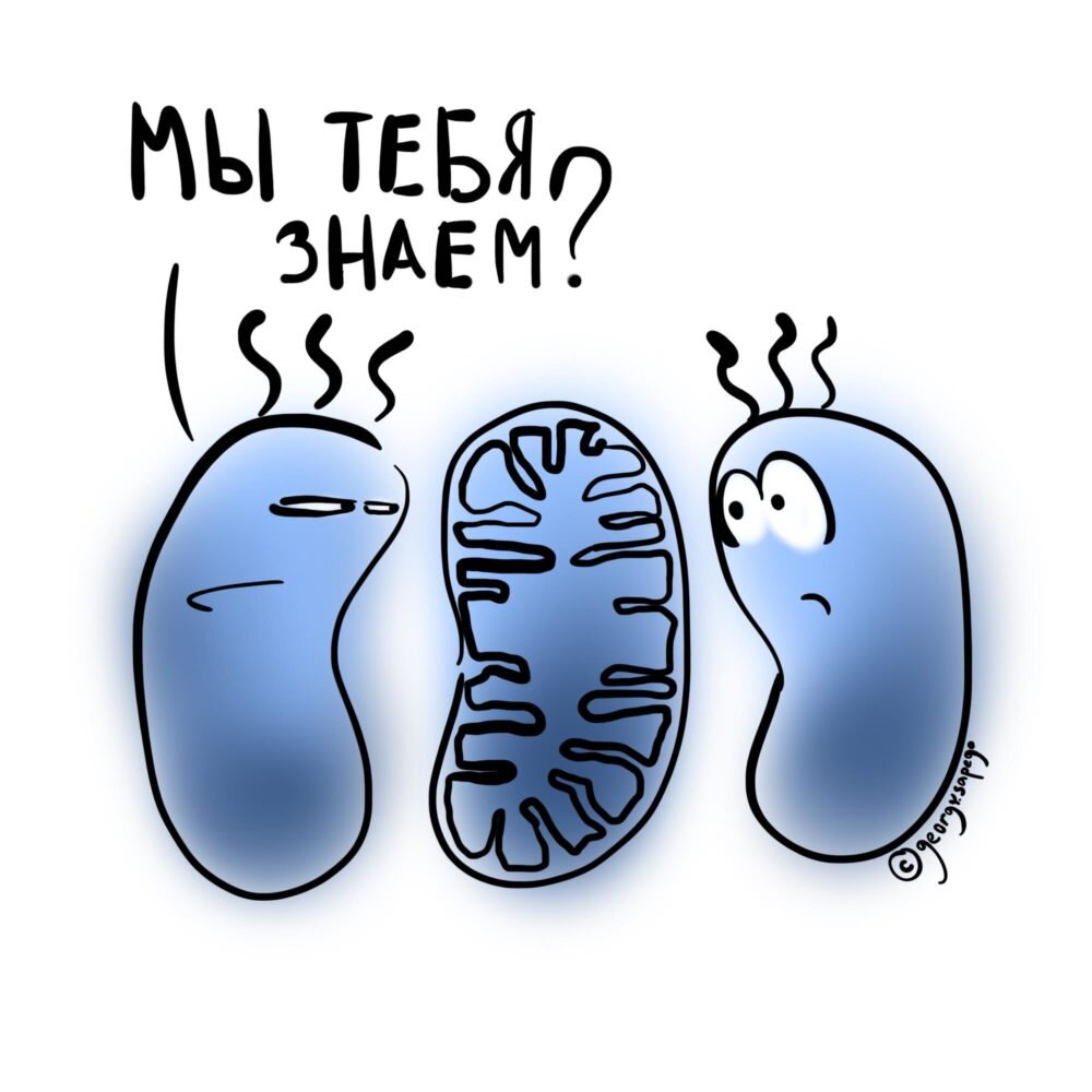 Митохондрии когда-то были бактериями