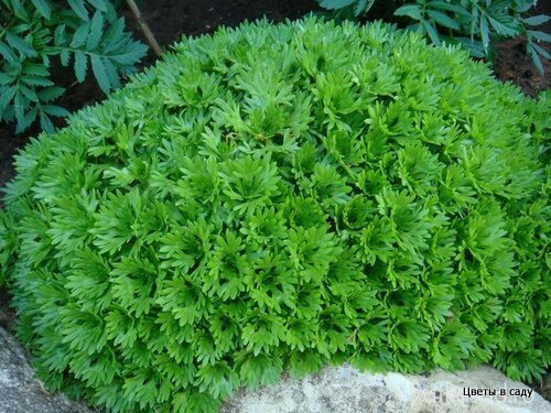 Зеленая кочка камнеломки Арендса хорошо смотрится среди камней