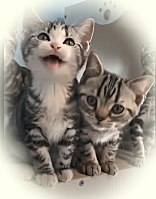 Смешные котики.