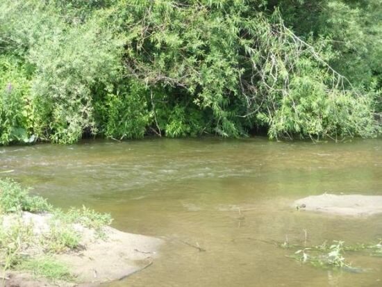 
Быстрина у заросшего берега – одно из перспективных голавлёвых мест стоянки.