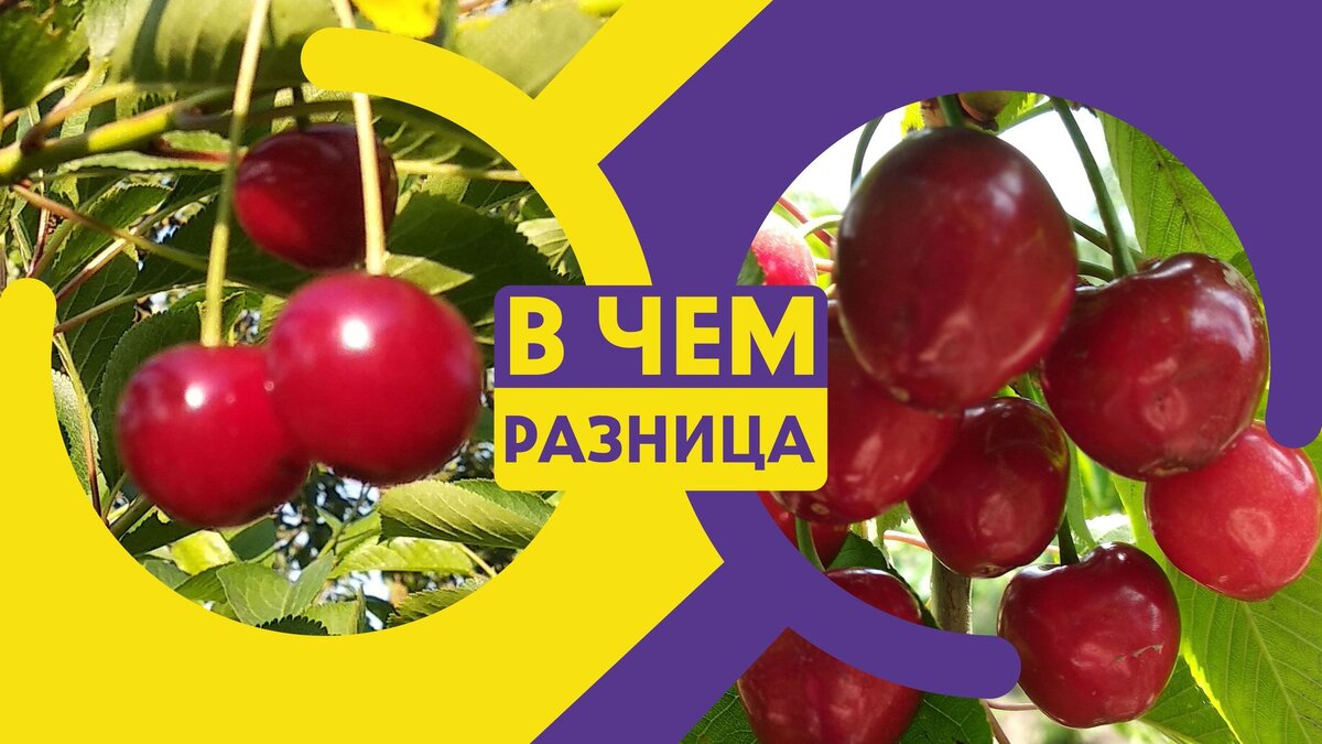 Чери вишня отличие от вишни