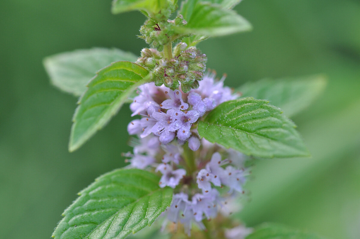 Мята Полевая (Mentha arvensis)