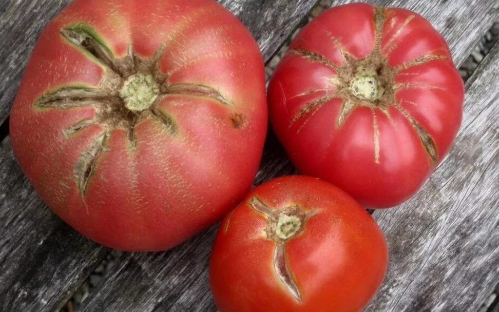 Треснутые помидоры. Взято из свободных источников.