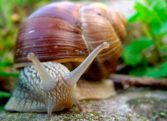 Бесплатная виагра и высококалорийное мясо в одной раковине.