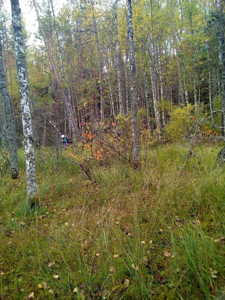 выходим на болото.