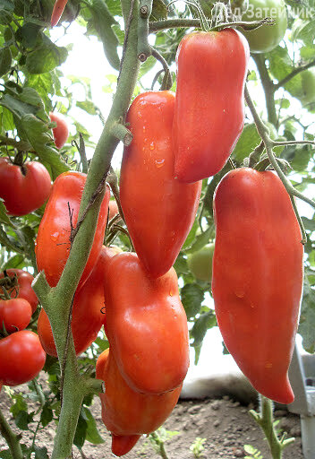 Похож на перчики