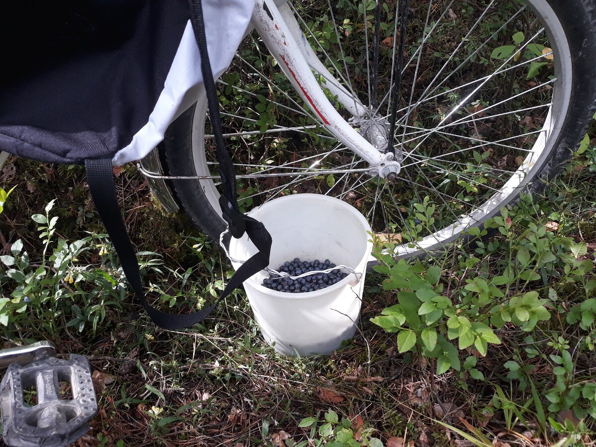 Еще грибов нет. Только ягоды