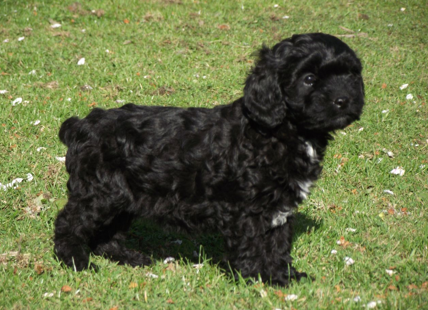 Метис пуделя