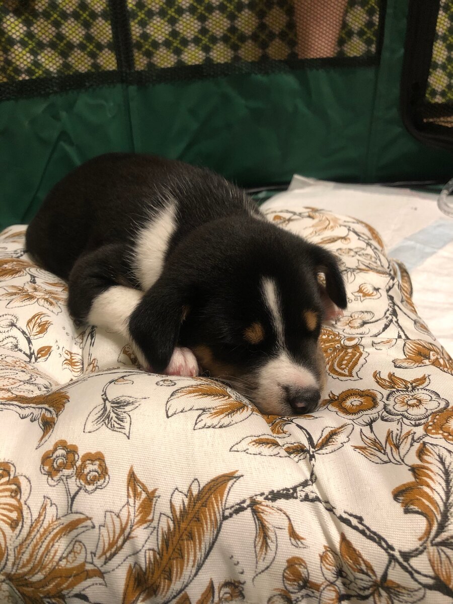 Первый сон в новой квартире