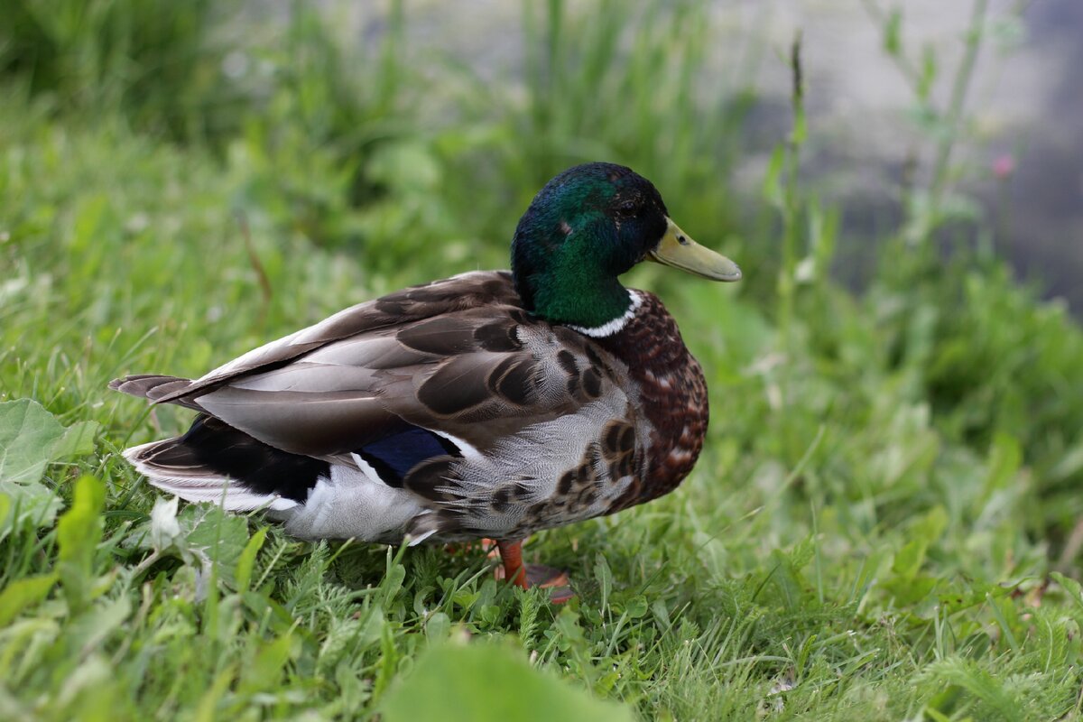 Что значит утка. Описание утки. Приколы про утку. Газетные утки. Биологическое приспособление утки кряквы.