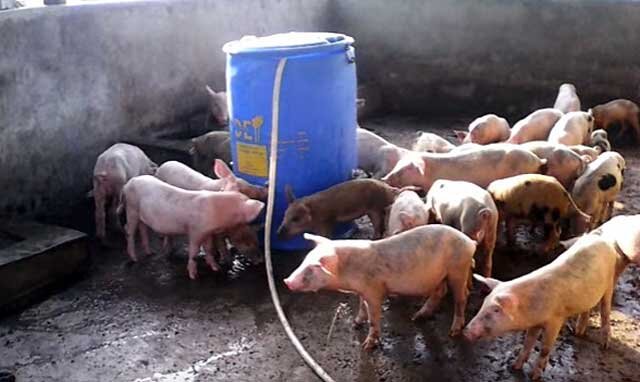 Африканская чума свиней: симптомы, причины и методы борьбы