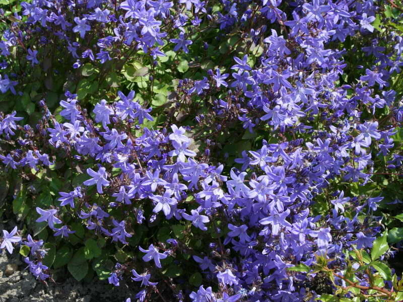 Кампанула Блауранка. Иллюстрация для статьи используется с сайта chto-posadit.ru