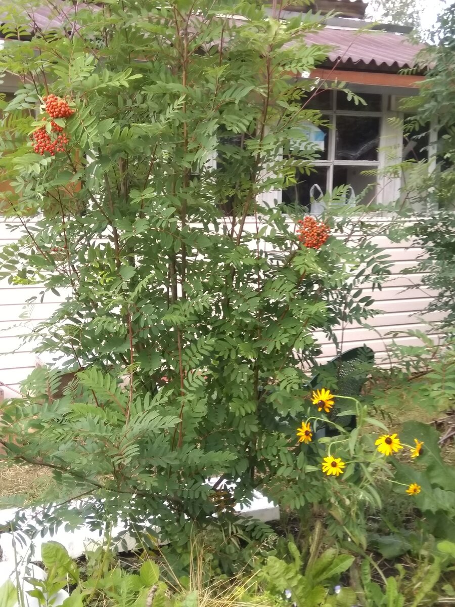 Фото автора. Дача, вся надежда на тебя!