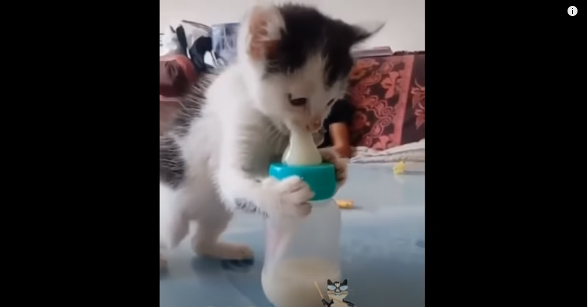 Царевич потчевать желает! 