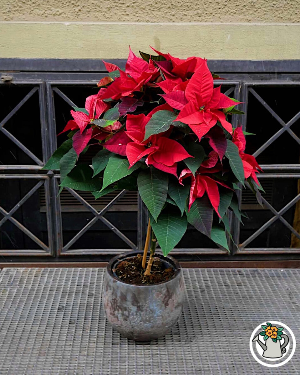 Пуансеттия