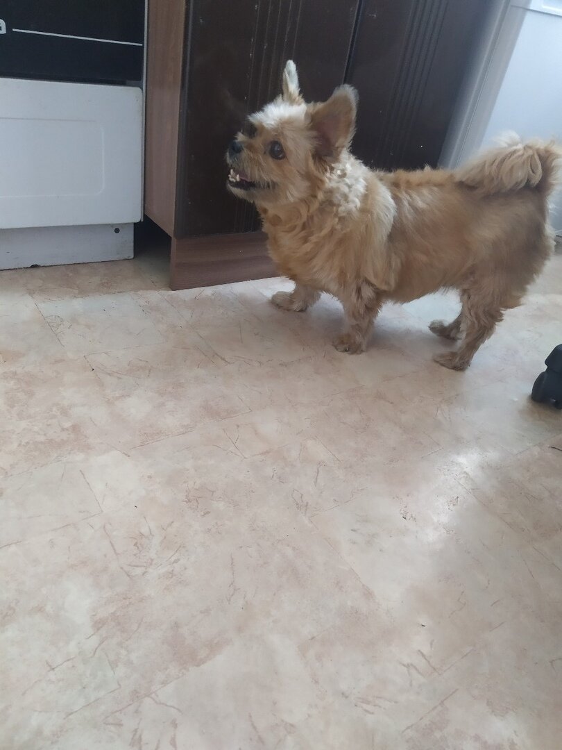 Когда у Чапы хорошее настроение