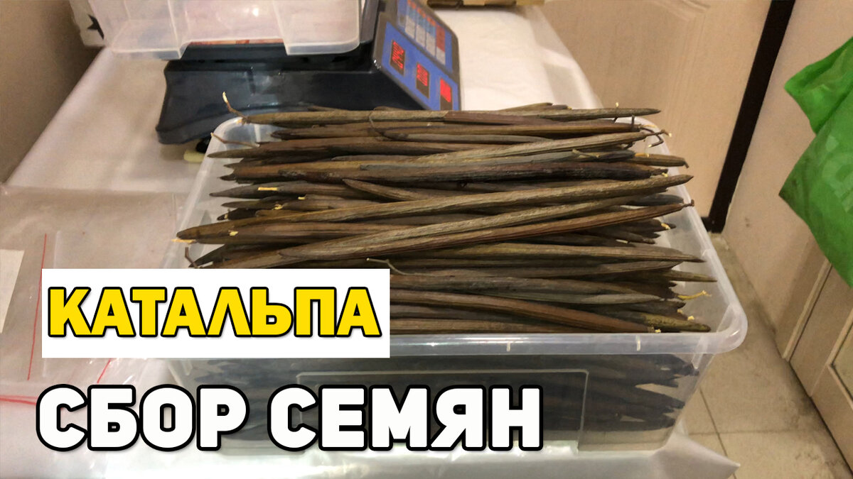                                            Катальпа в Нижнем Новгороде. Сбор семян