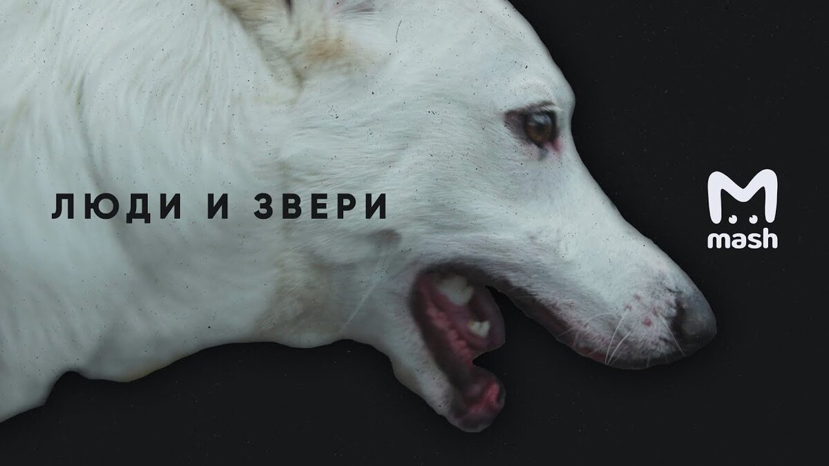 Кадр из фильма «Люди и звери»