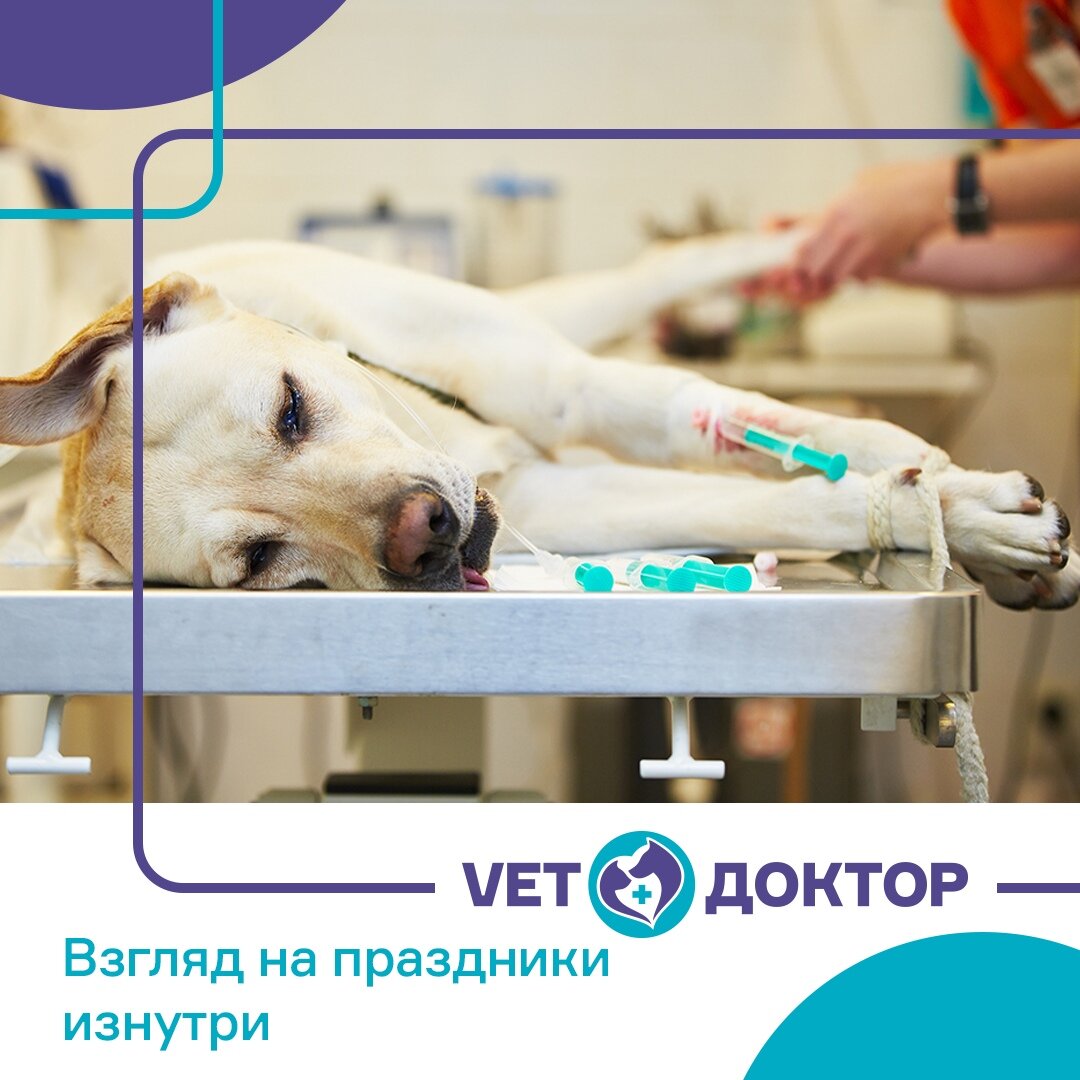 🤷‍♂ Отпраздновали ярко: вспышки салютов, петарды, мишура праздничной ёлки и наивкуснейшие салаты с курицей, ананасом, черносливом или кириешками, кто во что горазд 
А теперь, давайте погрузимся в атмосферу, царящую в ветклинике примерно с 1 по 15 января.
⠀
⠀ В это время в ветеринарном враче просыпаются, либо доктор Стрэндж, либо невероятный Халк (иногда этих альтерэго намного больше).

Так вот, врач носится по клинике, как ошпаренный, и судорожно пытается отрастить себе лишние конечности, чтобы все успеть, всем помочь: успокоить хозяйку кота, из ануса которого интригующе торчит кусочек «дождика», объяснить хозяйке чешущегося котёнка, что собачка, которая в очереди ПОСЛЕ НЕЁ, нуждается в оказании срочной помощи, ибо промедление и петарда, взорвавшаяся в пасти бедного пёселя, может нанести непоправимый вред.

А уж какой приобретается опыт в «затыкании» собачьих поносов и рвоты после скормленных майонезных салатов у которых отошли воды, вам не описать!

Исходя из обрисованной обстановки, вы легко можете представить, что клиника скорее похожа на скотный двор 💩 , чем на медучреждение. Свечи и освежитель воздуха не оправдывают возложенных на них ожиданий.

Отдельного упоминания заслуживает ночная смена. Это как, если бы Джон Сноу в одиночку отбивался от стаи белых ходоков. 🧟‍♂ ⚔ 🧟‍♀

Весна близится... 🌿 ☀ Скоро все разъедутся по дачам, отпускам и врач расслабится ☺

Источник bezhkov_vet