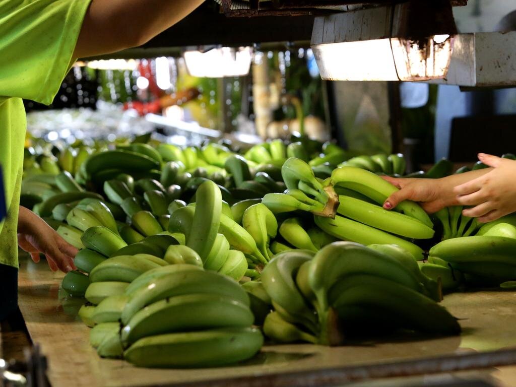 Нехватка рабочей силы обошлась фермерам в 38 миллионов долларов урожая фруктов и овощей