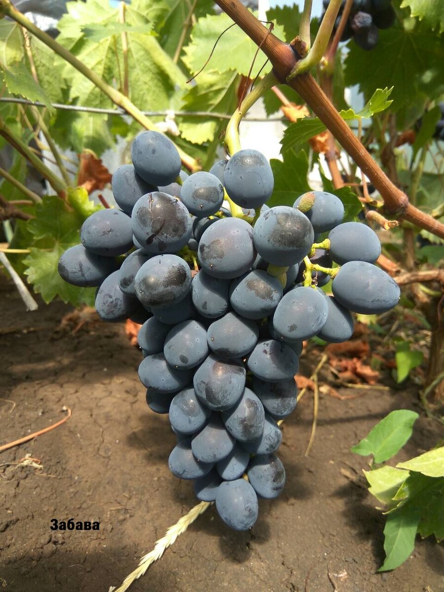 Гроздь Забавы