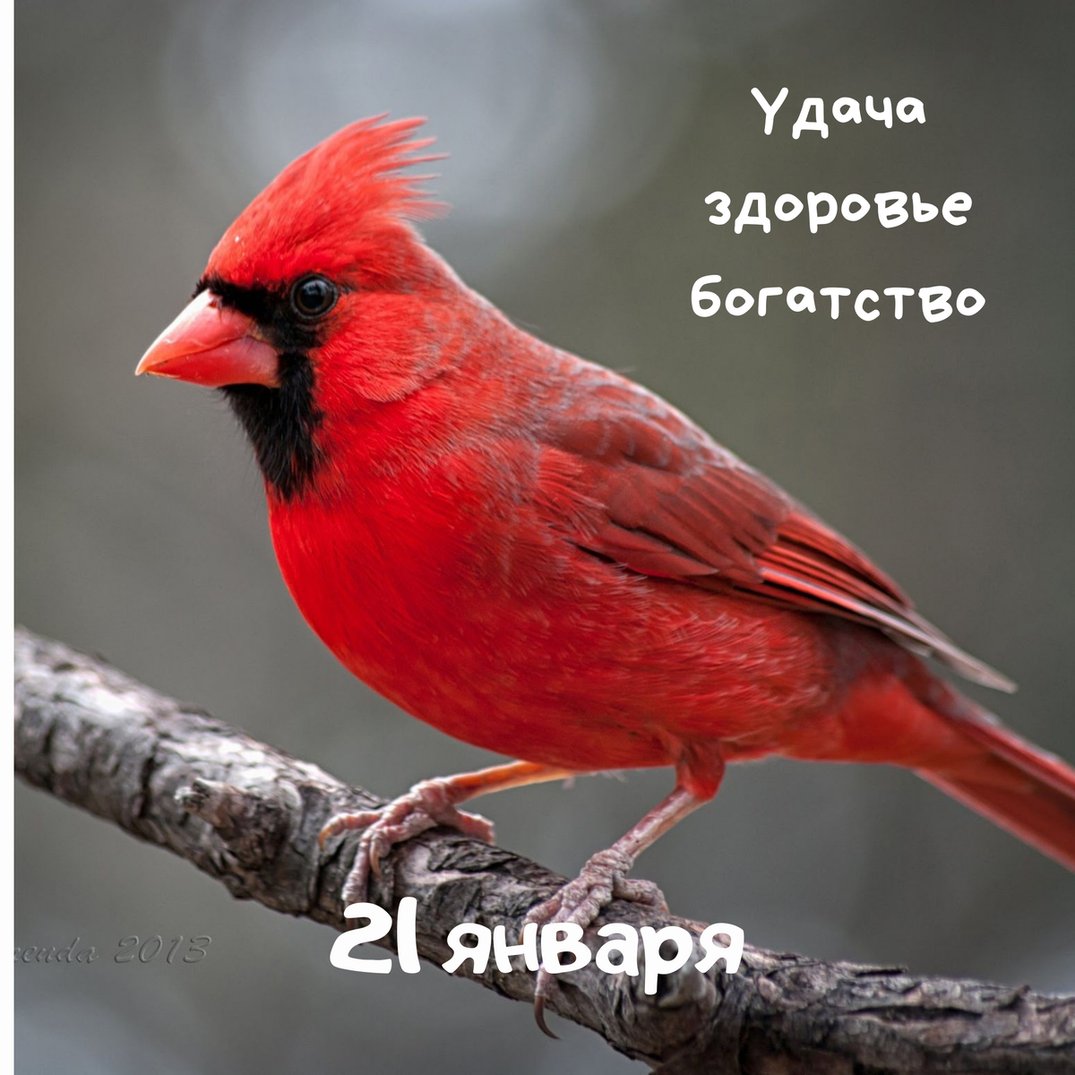 Кажется, этой птичке все ни по чем. Зима, плохая погода, утро или вечер... Она сама своим ярким опереньем привлекает тепло и прекрасное расположение духа! 