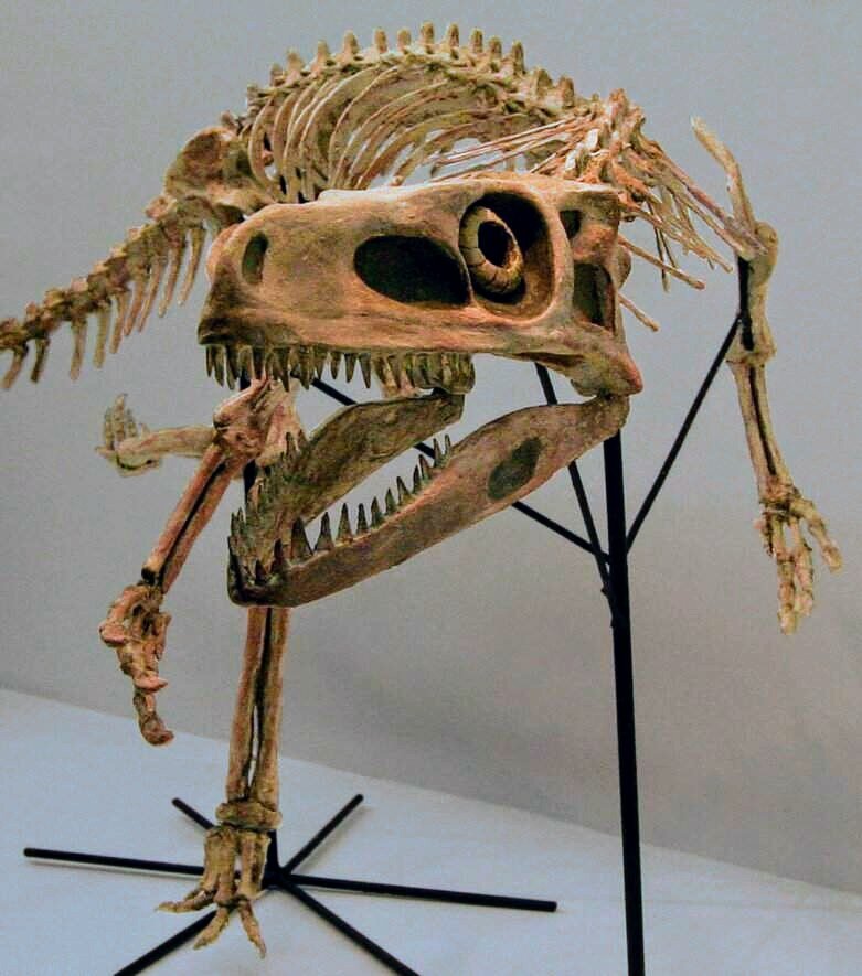 Скелет ставрикозавра. Фото взято из открытых источников интернета
