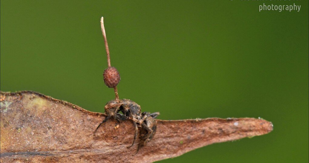Ophiocordyceps unilateralis