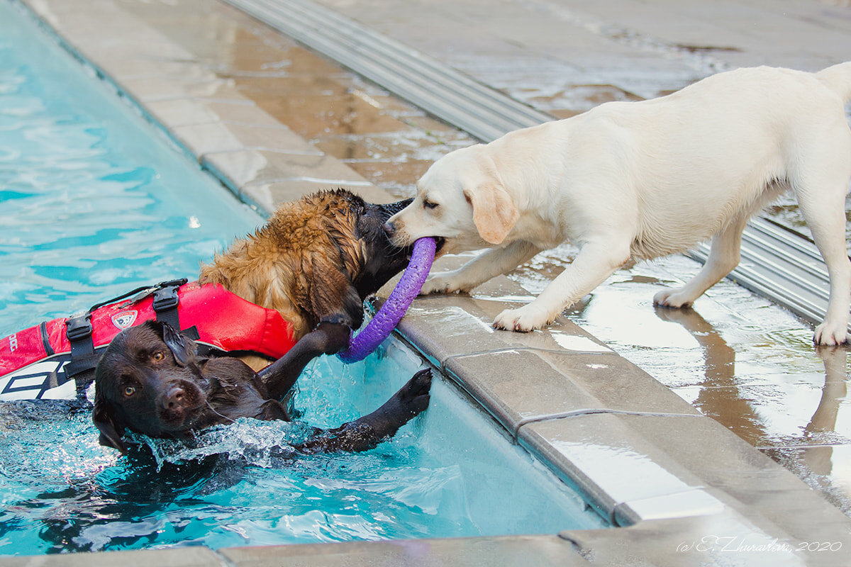 Лабрадоры обожают плавать и развлекаться в воде!