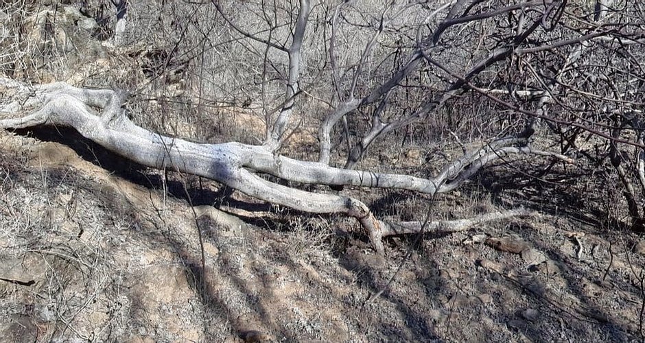 Упавшее дерево Пало Санто 