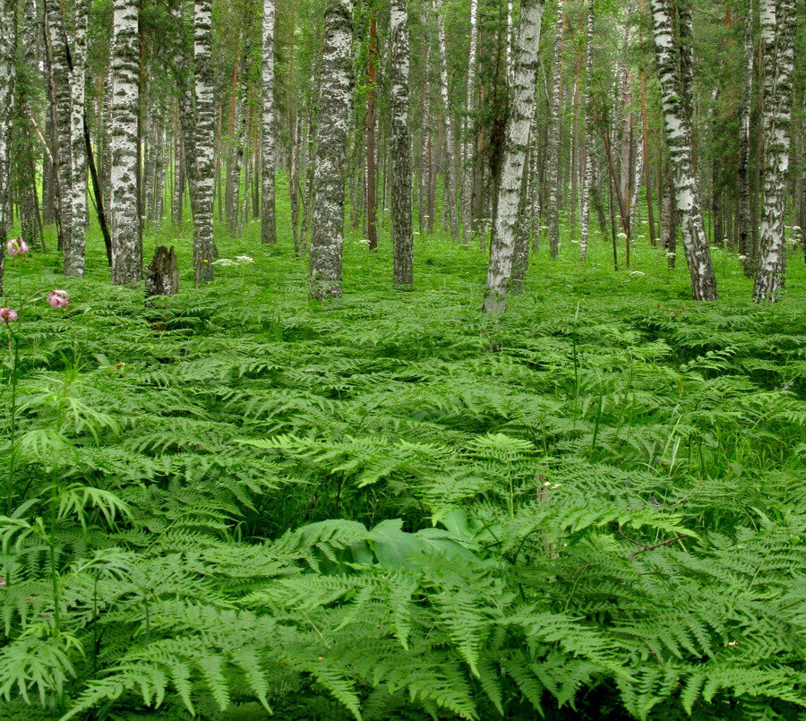 Растет ли. Папоротник Лесной(орляк). Сибирь папоротник орляк. Pteridium pinetorum. Папоротник орляк Свердловской области.