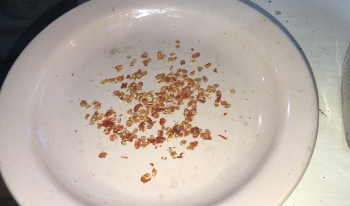 Собственные семена. Сорт - Малиновый мёд.