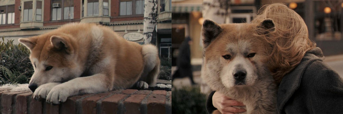 Кадры из фильма «Хатико»