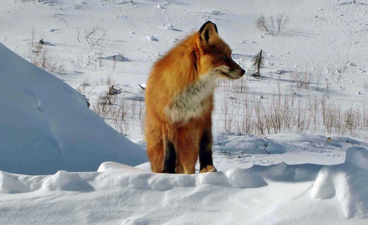 фото из интернета