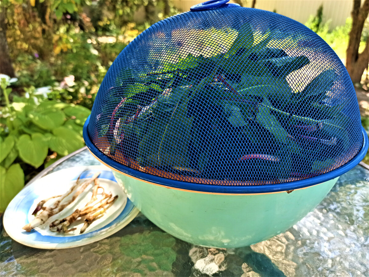  Сбор листьев одуванчика. Фото автора.