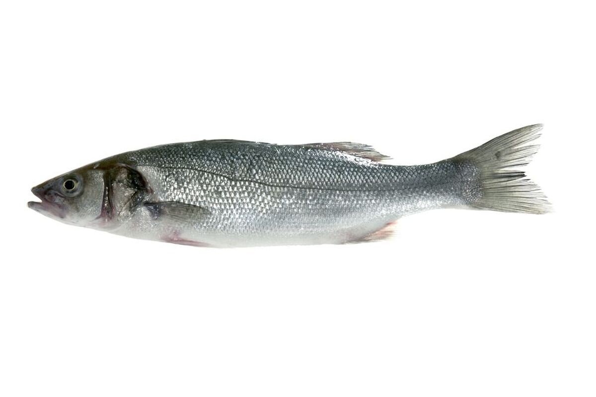 Рыба сибас: семейство, описание, особенности