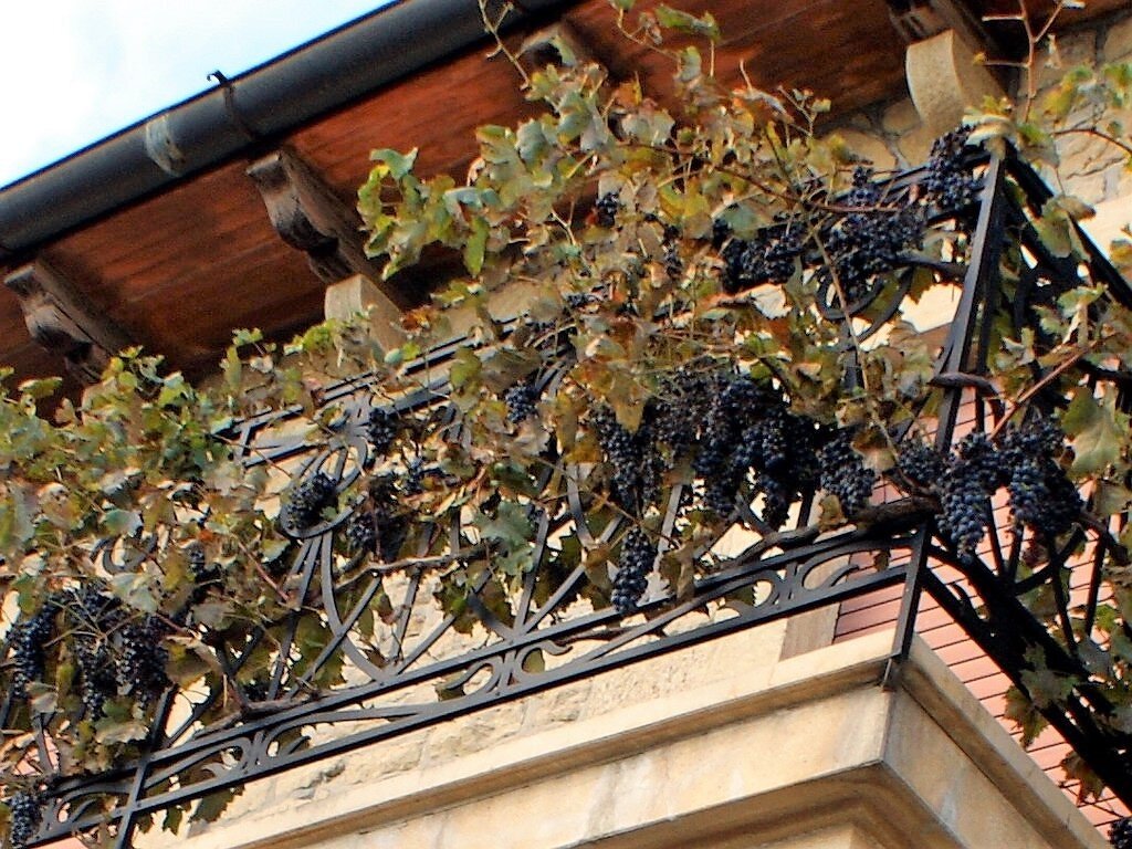 Посадить виноград в горшке. Девичий виноград лоза. Девичий виноград на балконе. Девичий виноград пятилисточковый на балконе. Девичий виноград на лоджии.