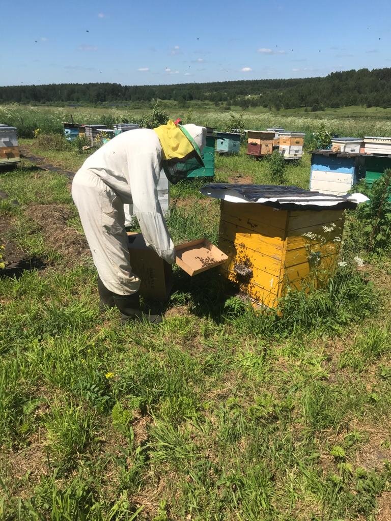 Пчеловод заботится о своих пчёлах