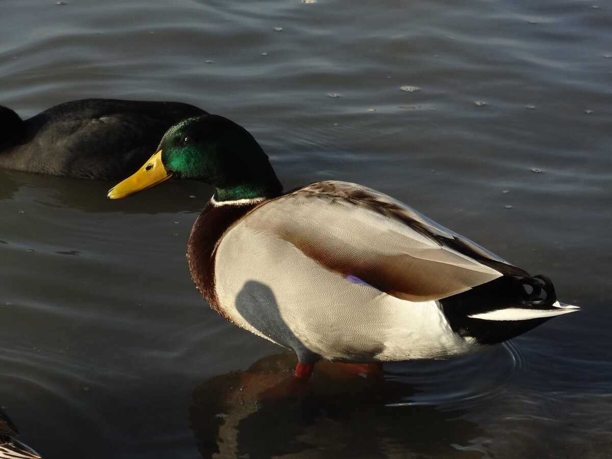 Селезень — самец кряквы 