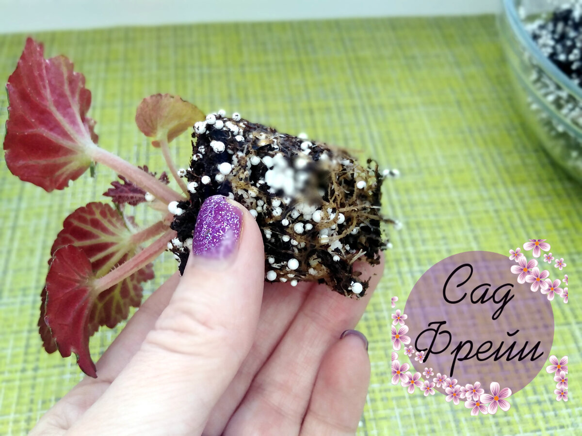 Все растения я пересаживаю только после того, как их корни полностью освоят существующий объём грунта