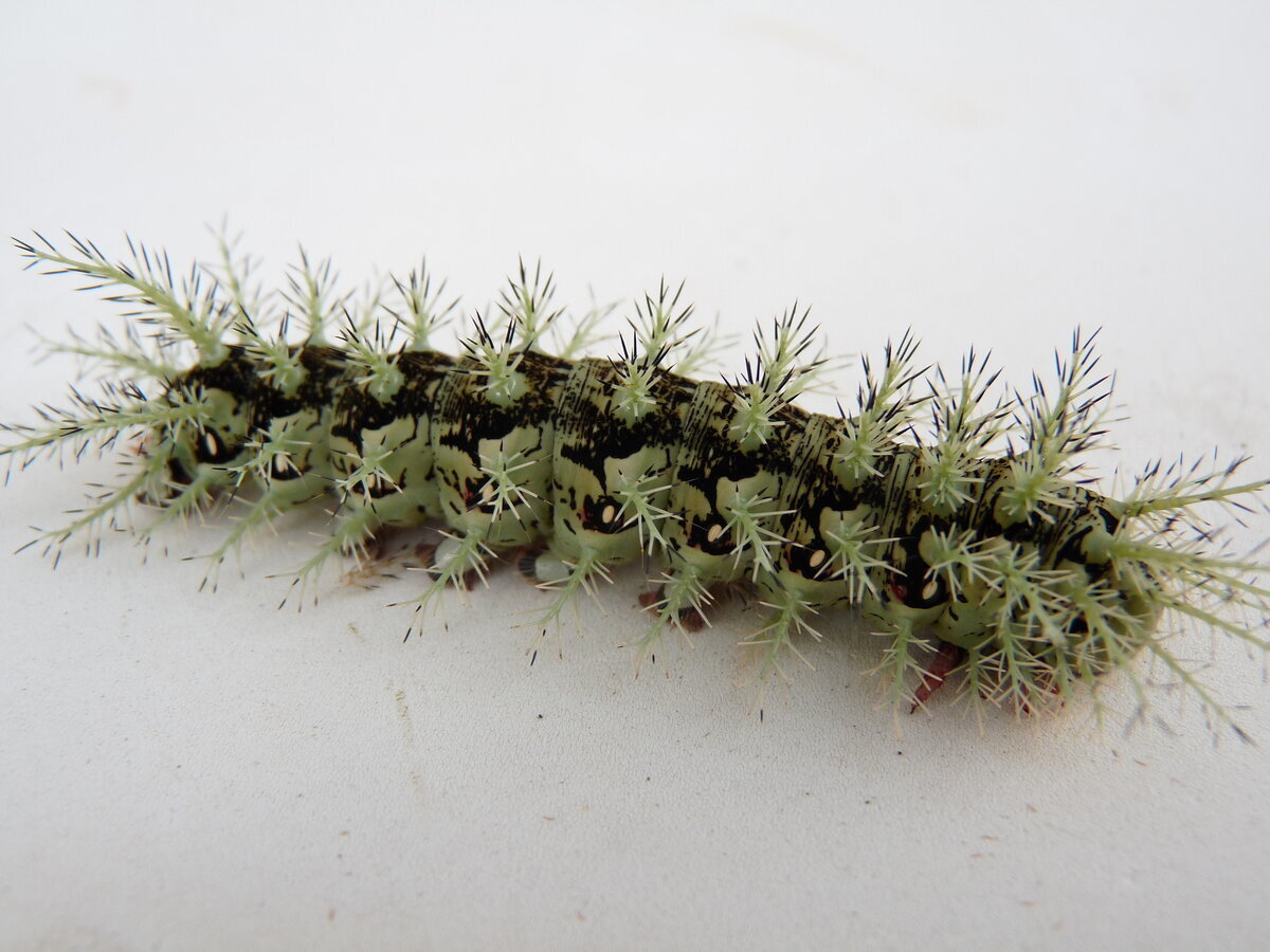 Фото из яндекс 